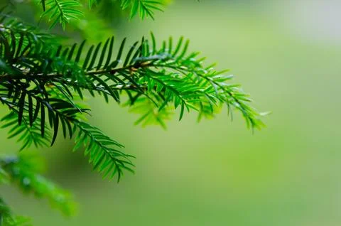 Branch of tree with blurry green background Stock Photos