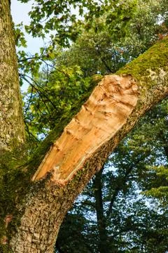 Branch tree broken by storm Stock Photos