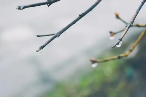 Branch of tree with bud and drop of rain. Spring weather, awakening of nature