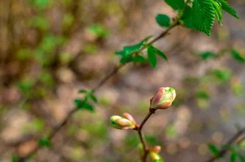 Branch of a tree with budding buds, early spring, close-up. Stock Photos