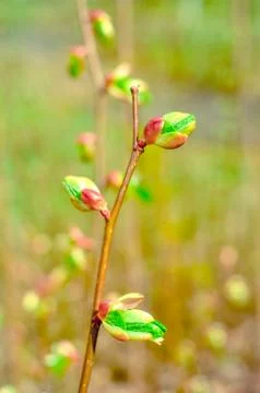 Branch of a tree with budding buds, early spring, close-up. Stock Photos
