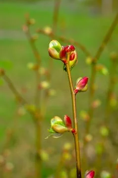 Branch of a tree with budding buds, early spring, close-up. Foto stock