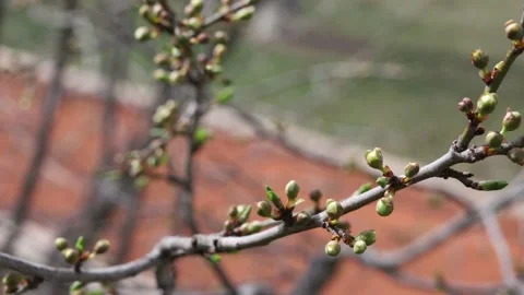 Branch of a tree with buds Video stock 175227171