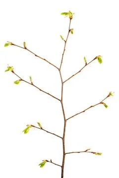 Branch of tree with buds, isolated Stock Photos