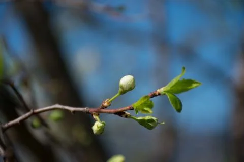 Branch of a tree with buds Stock Photos