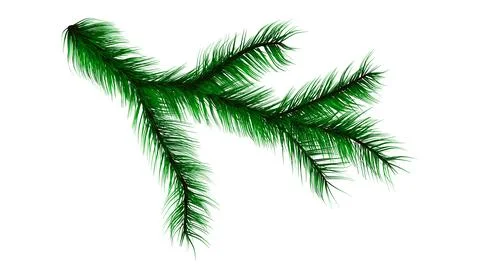 Branch from the tree of the Christmas tree. Conifer tree Stock Illustration
