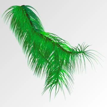 Branch from the tree of the Christmas tree. Conifer tree Stock Illustration