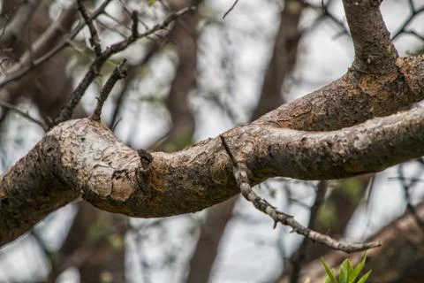 Branch of tree in close up. Stock Photos
