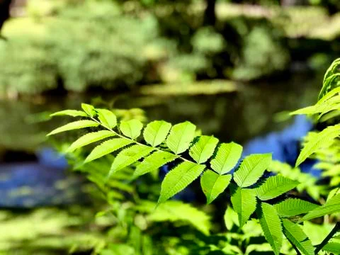 Branch of tree, close up Stock-Fotos
