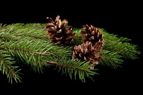 Branch of a tree with cones on a black background Stock Photos