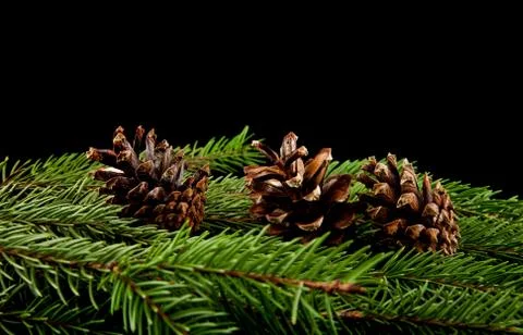 Branch of a tree with cones on a black background Stock Photos