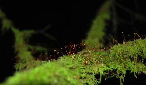 Branch of a tree covered with beautiful thick green moss Stock Photos