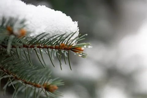 A branch of a tree covered with fluffy snow, Stock Photos