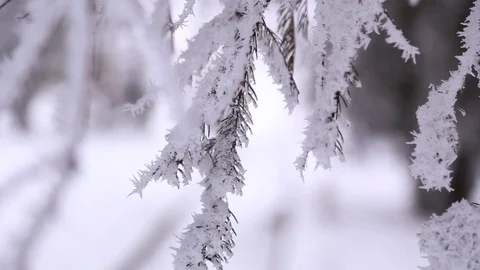 The branch of the tree is covered with snow on all sides Stock Footage 86601988