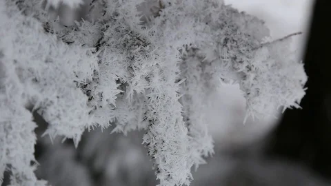 The branch of the tree is covered with snow on all sides Stock Footage 86601994