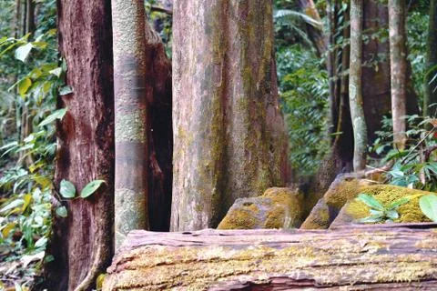 Branch of a tree in a dense forest in goa, india Stock Photos