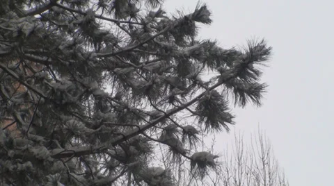 Branch From A Tree Detail During A Blizzard Stock Footage 34608690