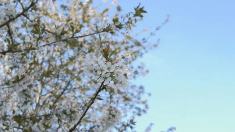 BRANCH OF TREE WITH FLOWER AND BLUE SKY ABOVE Stock-Footage 152344109