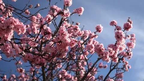 Branch of a tree with flowers at blue sky close up. Cherry blossoms. Stock Footage