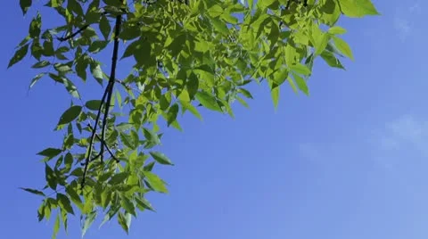 Branch of a tree Stockbeeldmateriaal 8930925