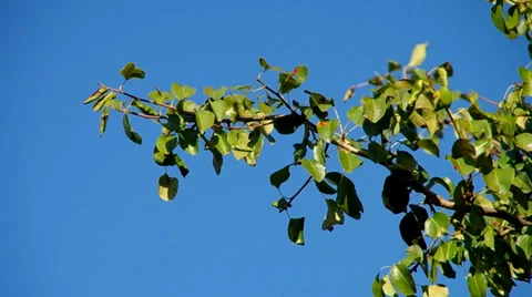 Branch of a tree Stock Footage 30460349