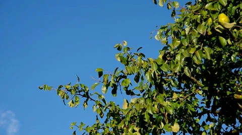 Branch of a tree Stock Footage 31550583