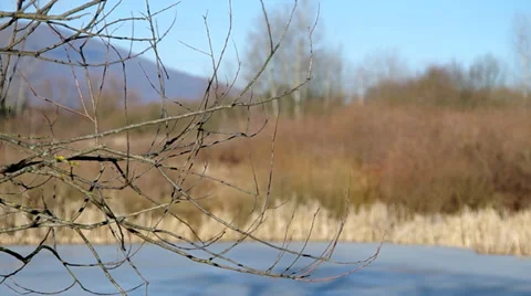 Branch of a tree Stock Footage 35069696