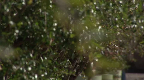 Branch of a tree Stock Footage 59854866