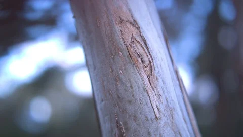 Branch of a tree Vídeos de archivo 87120738