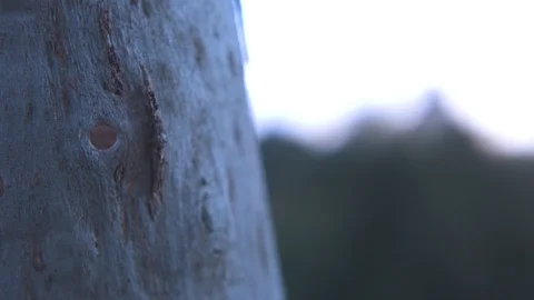 Branch of a tree Stock Footage 87120801