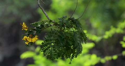 Branch, tree. Stock Footage 243175713