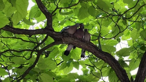 On the branch of a tree Stock Footage 314395057