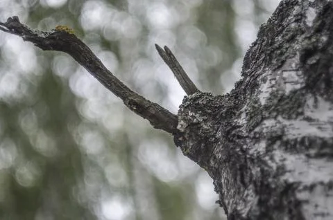 Branch of a tree in the forest on a blurred background. Stock Photos