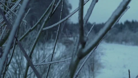 Branch of the tree in the forest covered with ice and snow Stock Footage 71463739