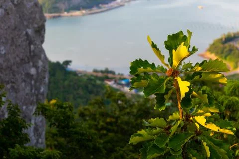 The branch of a tree in forest Stock Photos