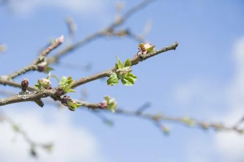 Branch of a tree in the garden. Blossoming green buds on the trees on blue sk Stock Photos
