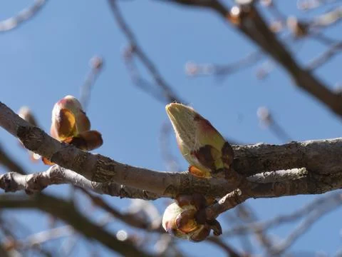 A branch of a tree gets its first buds in spring. Stock Photos