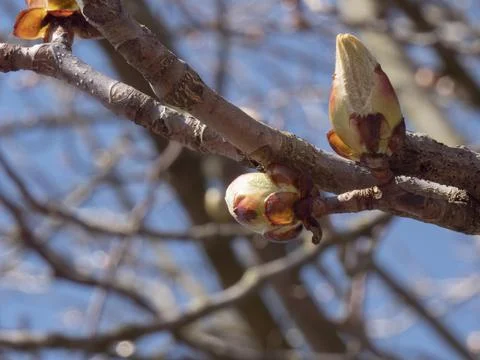 A branch of a tree gets its first buds in spring. Stock Photos