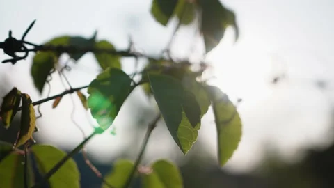 Branch of a tree green leaf in sunset Video stock 233577542