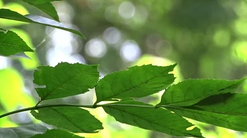 Branch of a tree with green leaves Stock Footage 75607227