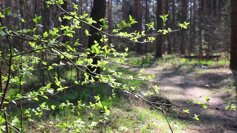 A branch of a tree with green leaves in the forest. Stock Footage 129736653