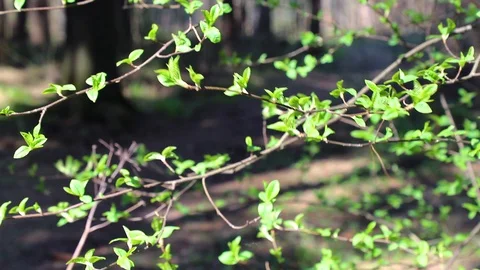 A branch of a tree with green leaves in the forest, close-up. Stock Footage 129736678