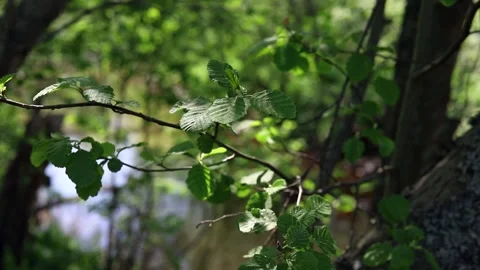 Branch of a tree with green leaves in the forest, close-up Stock Footage 154690348