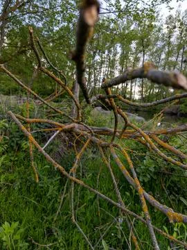A branch of a tree that has fallen over in the grass Stock Photos