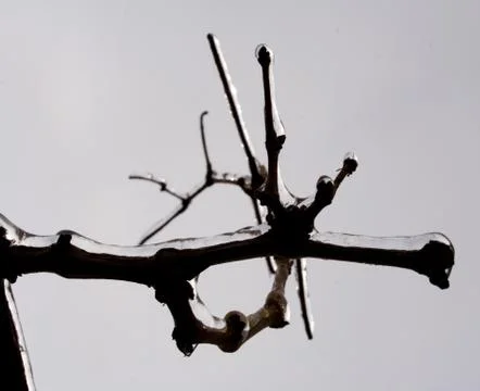 Branch of a tree in the ice Fotos de archivo