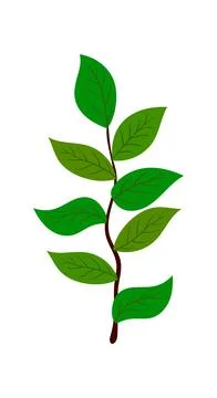 Branch Of Tree Stock Illustration