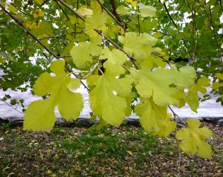 Branch of a tree with l Foto stock