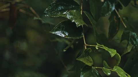 Branch of a tree with leafs during a heavy pouring tropical rain at the rainf Stock Footage 97826895