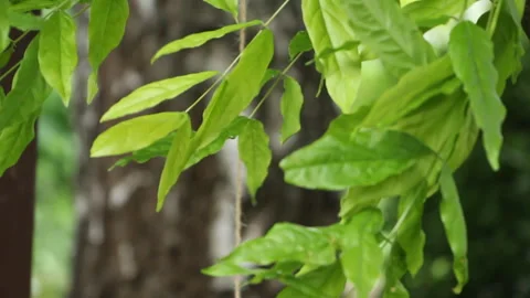 A branch a tree with leaves develops in the wind Stock Footage 245747515