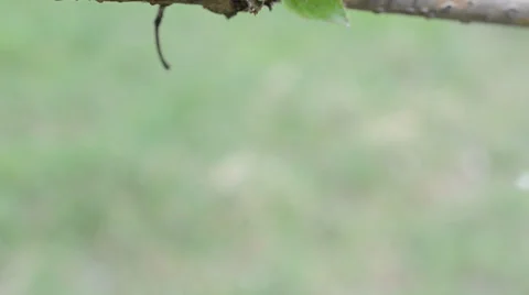Branch of tree with leaves Stock Footage 36696011